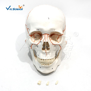 Modelo de cráneo con suturas numeradas; diagrama esquemático de la estructura del cráneo; modelo para enseñanza y formación en laboratorio. - Product Image 1