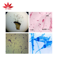 Best-selling 20 bacterial microscope slides for education supplies