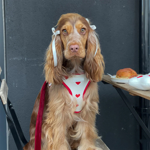 Grosir rompi harnes anjing Set Mode mewah kuat karet dada kucing jejak hewan peliharaan <span class=keywords><strong>Harness</strong></span> wol - Product Image 2