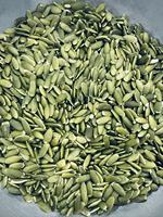 Graines de citrouille halal, dures et sucrées, saveur naturelle, faible MOQ, emballage personnalisé, collation saine pressée à l'huile végétale, en vrac