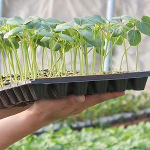 Plateaux à semis durables, plateaux de pépinière pour semis, plantation de légumes, fleurs, plateau à semis à 72 cellules - Product Image 6