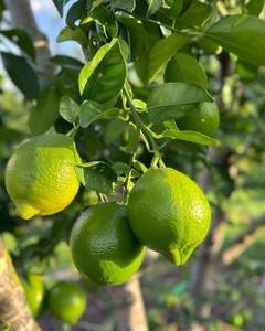 Premium Vietnam Limones frescos sin semillas Venta al por mayor Agricultura Suministro Exportador de alta calidad - Product Image 2