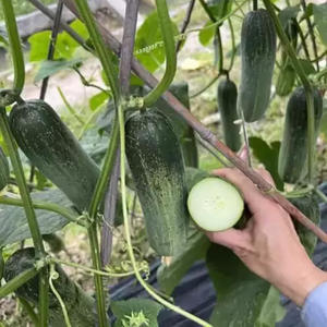 Origine des concombres Fruits des quatre saisons - concombres croustillants et sucrés pour la décoration de jardin et de cour - Product Image 5