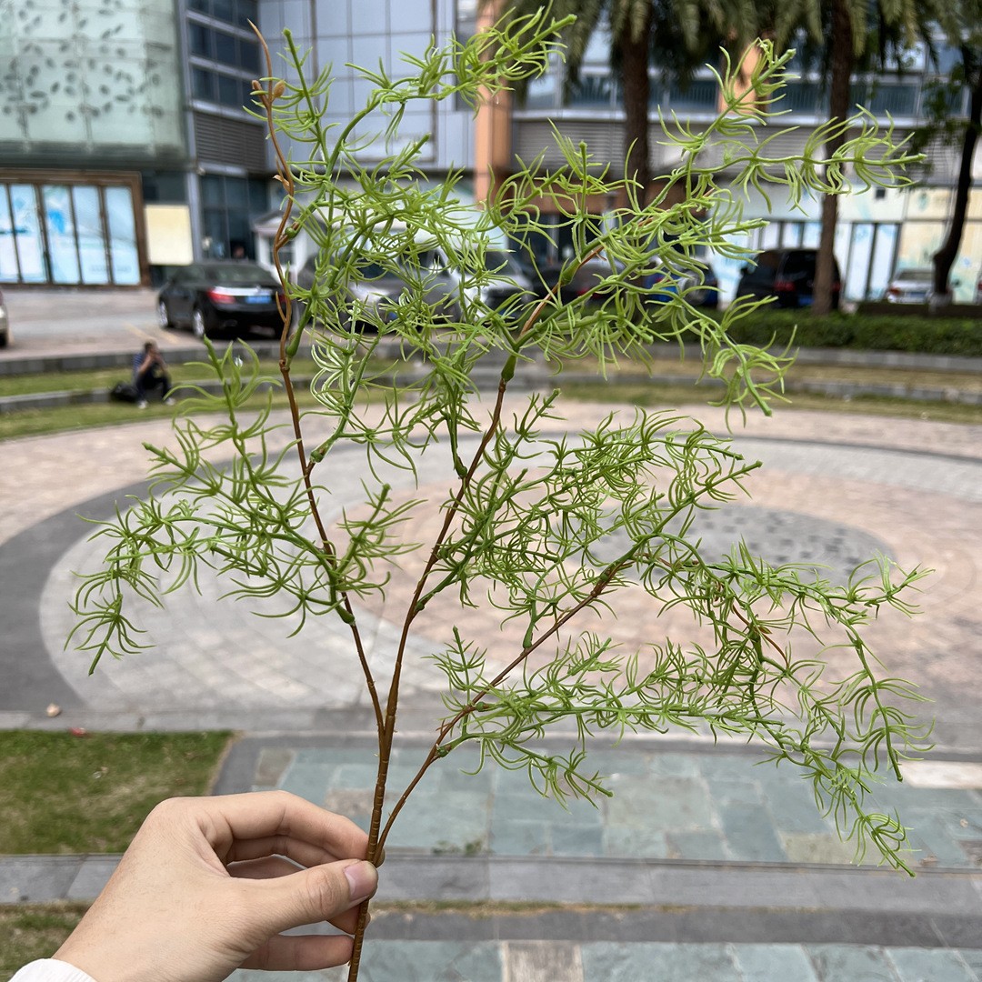 Petit goldcarp herbe verte