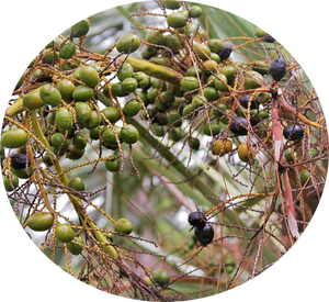 Wholesale Bulk High Quality <strong>Natural</strong> Pure <strong>Saw</strong> <strong>Palmetto</strong> <strong>Extract</strong> 45% Fatty Acid - Product Image 2