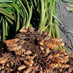 Toptan fabrika fiyat çin baharat tek otlar satılık yüksek kaliteli parmak zerdeçal - Product Image 4