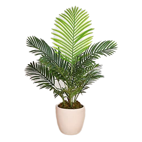 現物「ラベニアヤシ」８号　120ｃｍ　Ravenea rivularis ラべニア | いぶすき観葉植物｜観葉のまち指宿