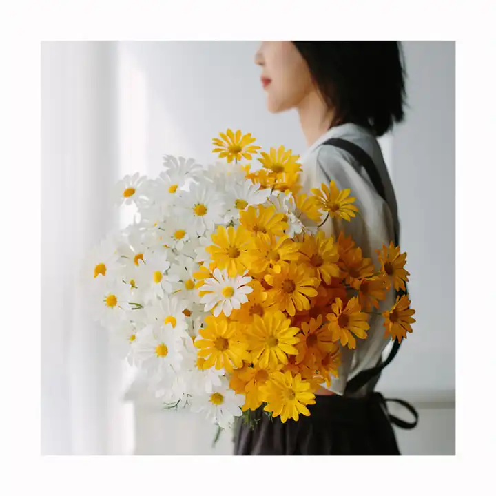 Dried Daisy Flowers Daisies Bellis Perennis