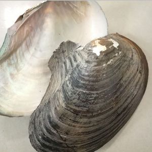 Grande <span class=keywords><strong>coquille</strong></span> naturelle d'huître de perle d'eau douce <span class=keywords><strong>coquille</strong></span> de moule pour la fabrication de bijoux à bricoler soi-même artisanat <span class=keywords><strong>coquille</strong></span> de nacre - Product Image 1