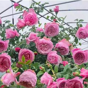 Origine de la rose grimpante Facile à cultiver et à fleurir toute l'année - Product Image 4