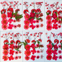 Fleurs séchées décoratives pressées naturelles, pétales de fleurs séchées pour bricolage coque de téléphone résine/décalcomanie cadre fleurs séchées décoratives