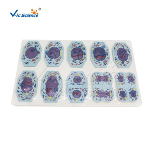 Models of mitosis and meiosis in plant and animal cells; demonstration teaching aids for chromosome <b>changes</b> in biology. - Product Image 5