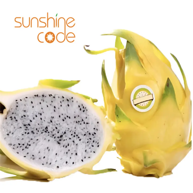 Sunshine Code fresh dragon fruit from thailand yellow dragon fruit top ranking global gap dragon fruit