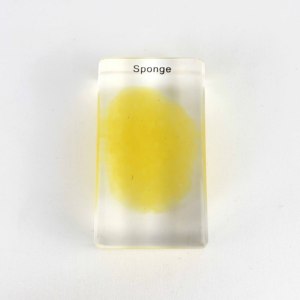 Especímenes incrustados de esponja de Biología Marina educativa - Product Image 1