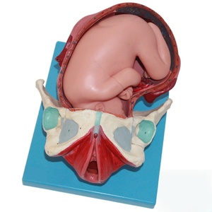 Modèle de processus d'accouchement fœtal à terme-Montre le 1er, le 2e et le 3e stade du travail pour la formation des sages-femmes - Product Image 4