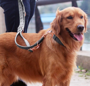 Correa y Collar para Perro de Cáñamo Clásico Nibao con Logotipo Personalizado - Product Image 4