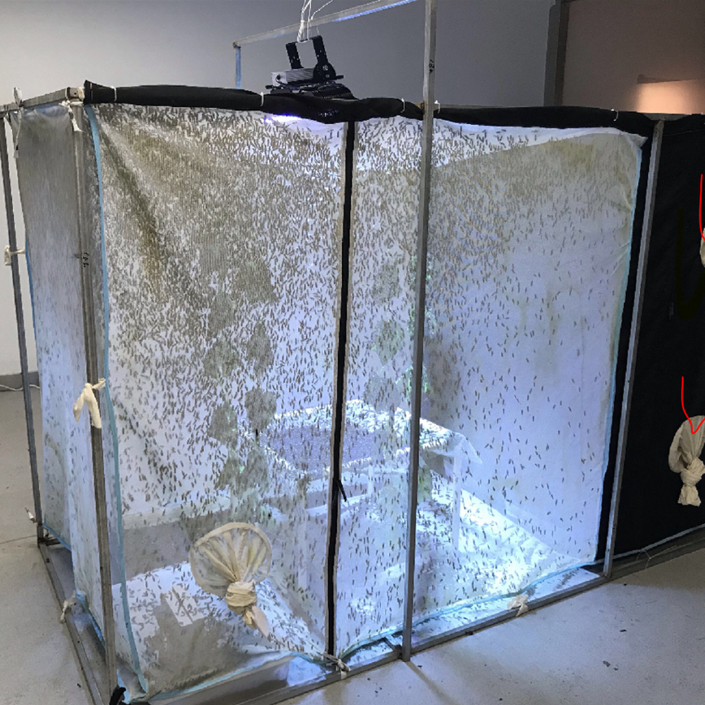 Специальный дизайн, черный солдат, летающие яйца для взрослых, Репродукция, сетчатая клетка