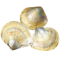Vente en gros Artisanat Naturel Nacre Jaune Coquillage Ivoire Poli Coquillage pour Feng Shui Souvenir Décoratif