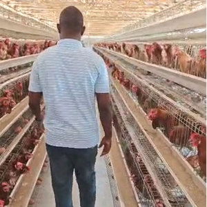 Spécialisation dans les solutions de cages à poules de type A pour les exploitations commerciales de petite et moyenne taille en Afrique - Product Image 6