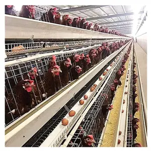 High quality Metal wire mesh laying chicken cage for sale