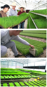 Plateau de semis en plastique multi-usages, plateau de pépinière pour riz avec trous de drainage, plateau de démarrage agricole pour légumes/riz - Product Image 6