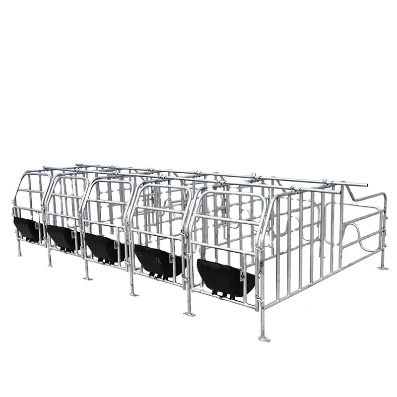 gestation pen for 10 sows without slatted floor hot galvanized steel pipe 8+ year service life