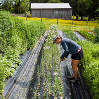 Tapis de protection pour jardins et parterres de fleurs agricoles, contrôle des mauvaises herbes, barrière anti-herbe, couverture de sol, suppression des adventices