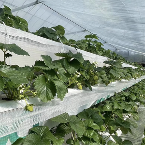 Invernadero plantación de fresas sombrilla Red de frutas aislamiento anticorrosión sombrilla anticongelante soporte de aislamiento blanco - Product Image 4