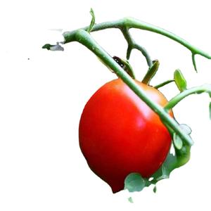 200 pièces tomates jardinage pinces <span class=keywords><strong>de</strong></span> retenue tomates cerises tomate tige Support Clip oreille Clip demi-cercle renforçant nouveau matériel - Product Image 1