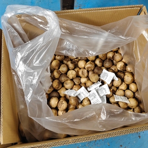 <span class=keywords><strong>Ail</strong></span> <span class=keywords><strong>noir</strong></span> à une seule dentelle, fourni par une usine chinoise, conditionnement en 100g, 250g, 500g, 10kg - Product Image 2