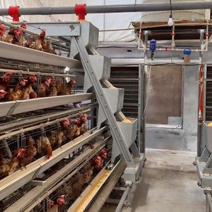 Produit Tendance : Poulailler en Acier Galvanisé pour Poulets – Cages et Abri pour Poulets pour les Pays en Développement - Product Image 4