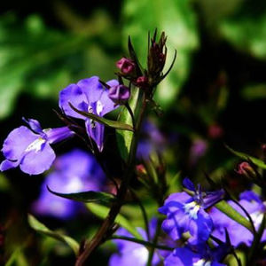 Prikkeldraad Skullcap Kruid Extract Poeder 10:1 Tlc Scutellaria Barbata Poeder - Product Image 2