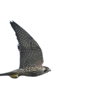 Açık elektronik uçan şahin Raven kuş caydırıcı korkuluk uzaktan kumanda ile - Product Image 1