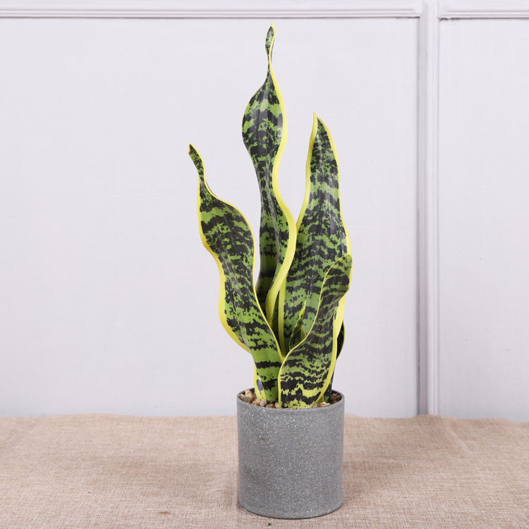 ต้นลิ้นมังกร#3 45ซม