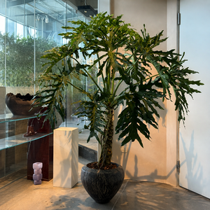 Grande plante verte combinée, feuillage en écailles de dragon et plumes de printemps, style ancien, pour intérieur, à poser au sol - Product Image 1