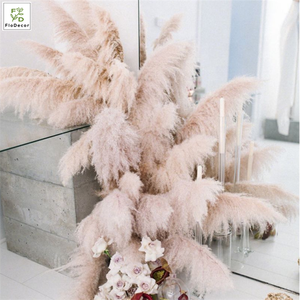 Photo <strong>Background</strong> <strong>Instagram</strong> Dried Preserved Pampas Grass Flowers - Product Image 1