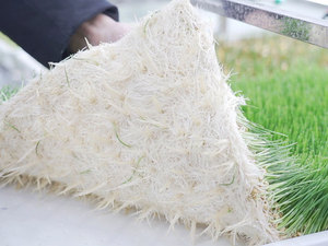 Conteneur automatique hydroponique pour germination d'aliments pour animaux 40HQ, contrôle APP/WiFi, capacité 1000-1500 kg/jour pour orge et herbes multiples - Product Image 2