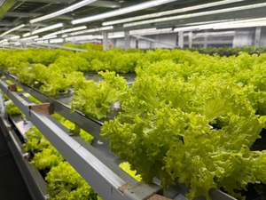 Système hydroponique multicouche intelligent à flux et reflux 4X8 pieds avec lampes de culture LED à spectre complet, pompe et circulation d'eau automatisée - Product Image 6