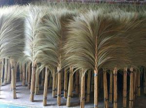 Herbe séchée naturelle écologique de type Pampas Rayung pour remplissage de vase décoratif pour mariage, fête et décoration intérieure - Product Image 4
