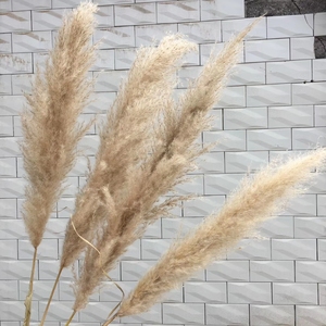 IFG 1.5m Length Wedding Artificial Pampas Natural <strong>Dried</strong> Decorative Pampas <strong>Grass</strong> - Product Image 6