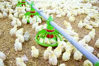 Ligne à boire pour éleveur de poulets de chair