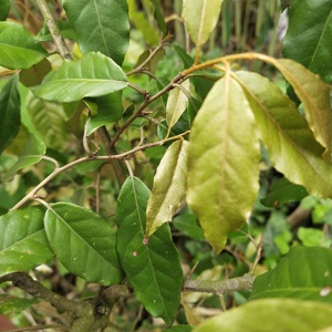 Hu tui zi ye foglia di Elaeagnus spinosa essiccata naturale per erbe - Product Image 2
