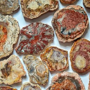 Nouvelle Tendance : Sous-verres en bois pétrifié de taille irrégulière, pierres naturelles et cristaux pour l'artisanat en cristal - Product Image 6