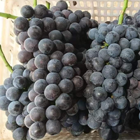 Prix Compétitif Raisins Noirs d'Été Sans Pépins Sucrés Comestibles pour Table et Dessert Fruits Premium Boîte Carton 5kg Export