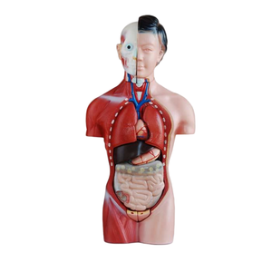 Modèle médical ADA Torse masculin 85CM 19 pièces et torse féminin 42CM 15 pièces pour outil d'enseignement médical de démonstration de maladie - Product Image 2