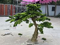 Maßgefertigter Großer Künstlicher Kiefernbaum Künstlicher Bonsai Künstlicher Kiefernbaum für Innen- und Außendekoration