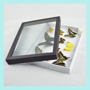 Exposition scientifique présentant des spécimens de papillons ; fabricants de 10 types de spécimens de papillons ; enseignement sur les insectes séchés - Product Image 5