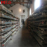 Les caille utilisent des cages de caille équipées d'un système d'alimentation automatique