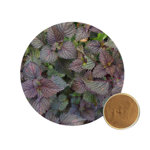 Высококачественный натуральный экстракт периллы пищевой травяной порошок, оптовая продажа с фабрики, вакуумная упаковка в барабаны - Product Image 4