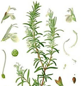 Gıda sınıfı yüksek kaliteli Inartificial biberiye özü bitkisel yaprak özü ile karnozik Ursolic asitler içeren UV Test yöntemi - Product Image 6